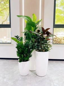 鄞州植物租摆价格实惠